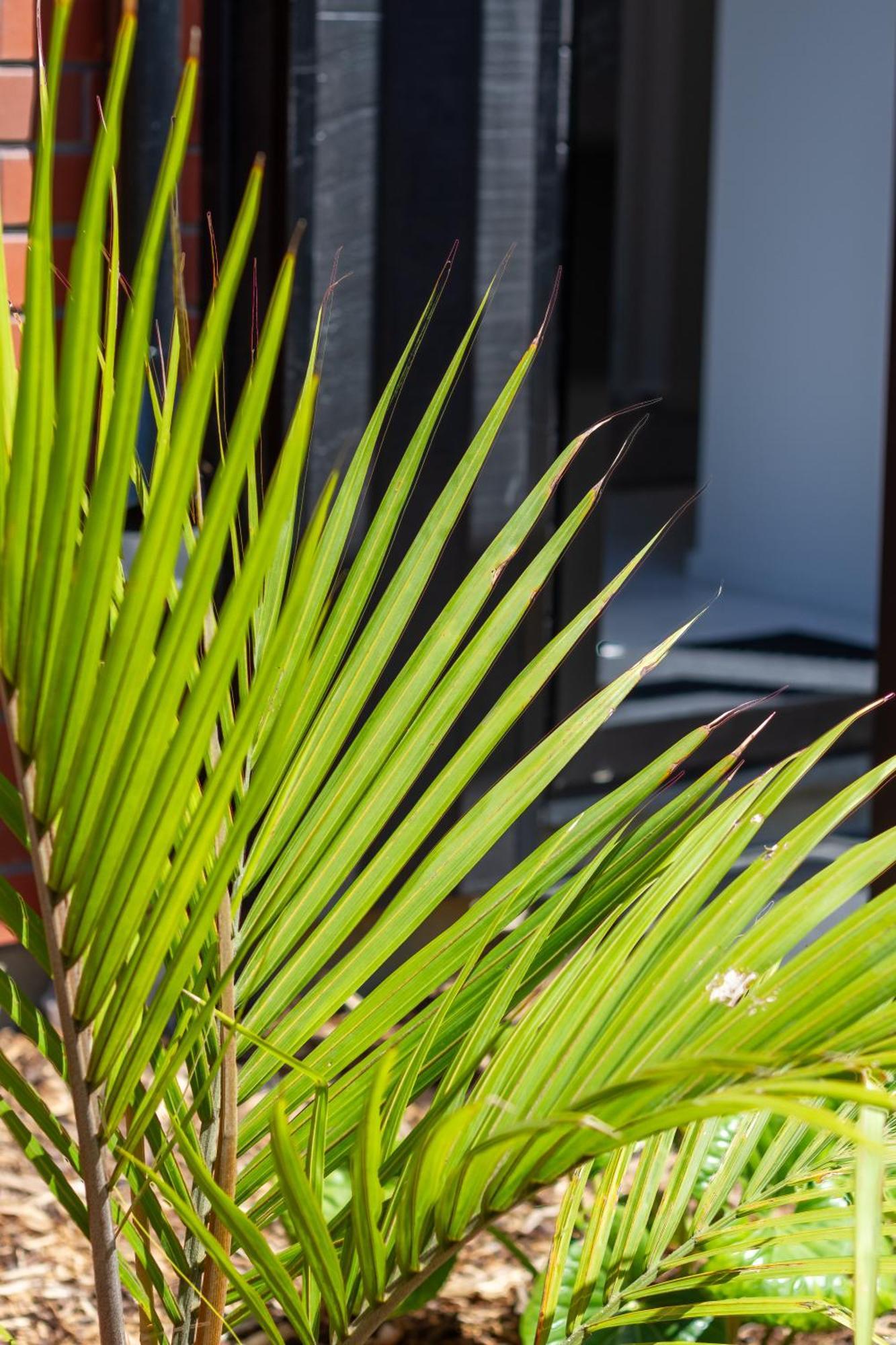 Chic 2-Bed Gem: Trust Arena Proximity - West Akl Apartment Auckland Exterior foto